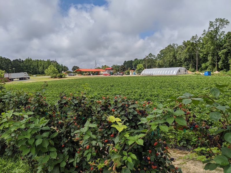 This North Carolina Farm Turns Summer Blackberry Picking Into A Sweet Little Adventure - Decor Hint Fresh-Picked Pints Make The Drive Feel Justified