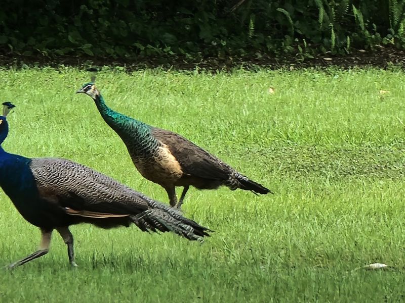 10 Best Things To Do In Jacksonville, Florida - Decor Hint Timucuan Ecological And Historical Preserve