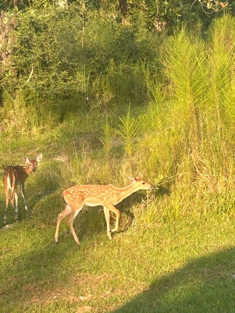 Sam Houston Jones State Park