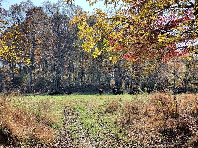 These 14 Kentucky Birdwatching Destinations Feel Like Hidden Front-Row Seats To Nature - Decor Hint Elk And Bison Prairie