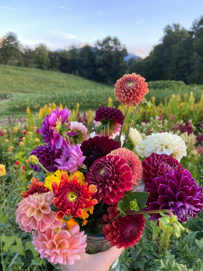 This North Carolina Flower Farm Has Dahlia Rows That Look Almost Too Pretty To Pick - Decor Hint The Dahlia Patch Gets Its Own Special Flower-Farm Moment