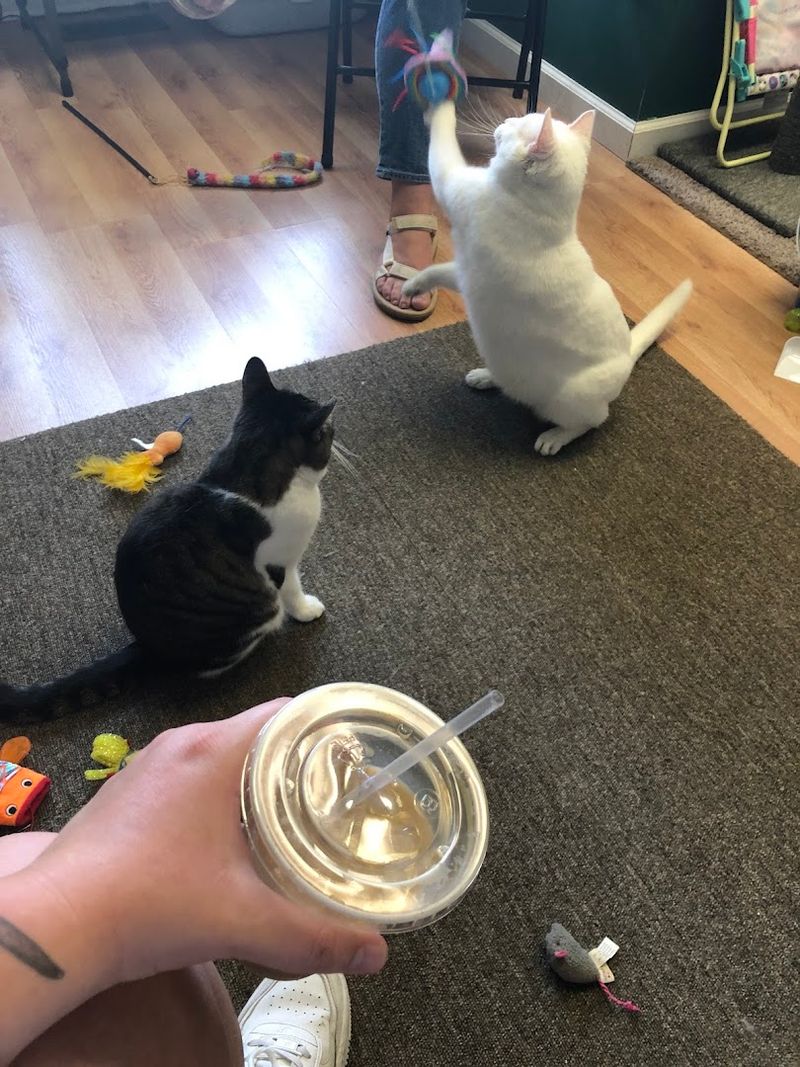 Btown Meow Cat Cafe