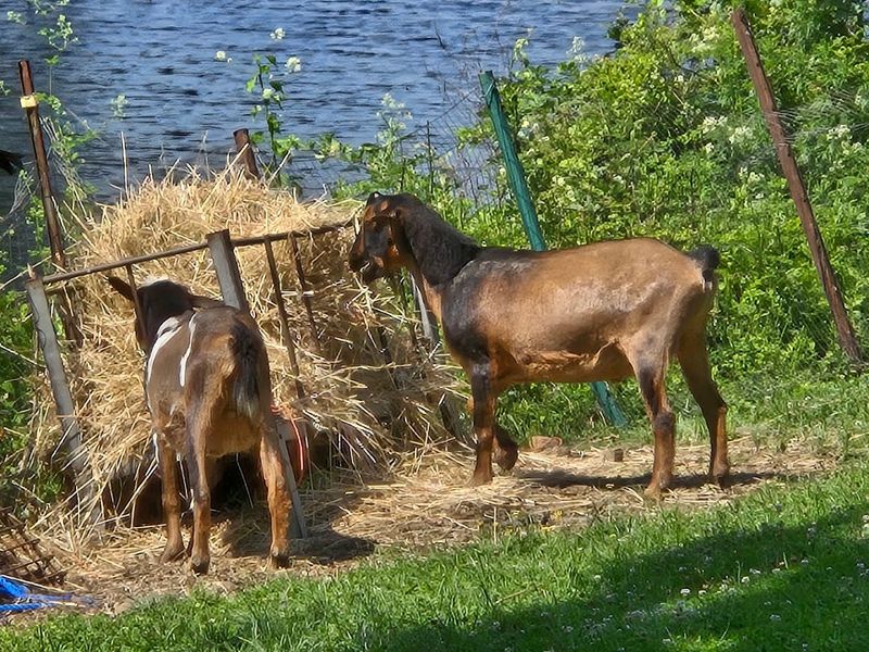 Visit The Animal Yard