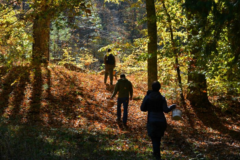 This North Carolina Foraging Tour Lets You Hunt For Wild Mushrooms In The Asheville Woods - Decor Hint Look For Mushrooms Without Expecting The Same Finds Twice