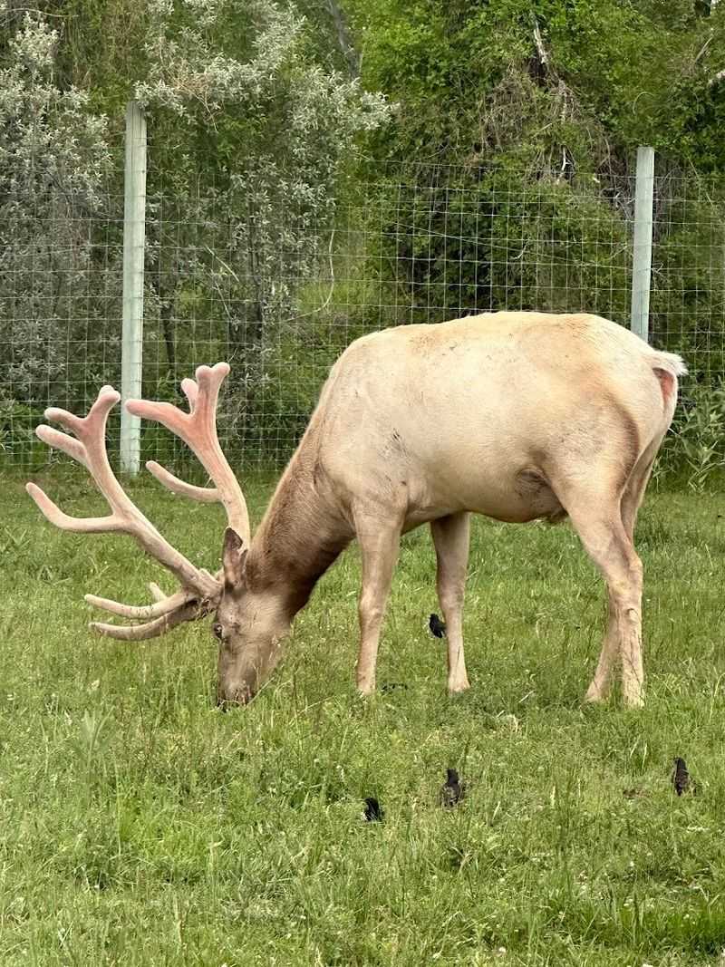 Watch The Park Feel Sweeter When The Deer Appear First