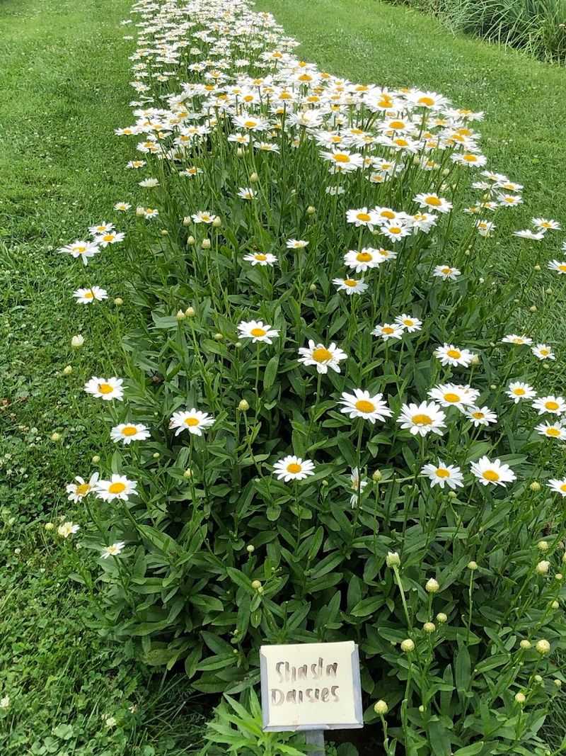 Fields Of Flowers