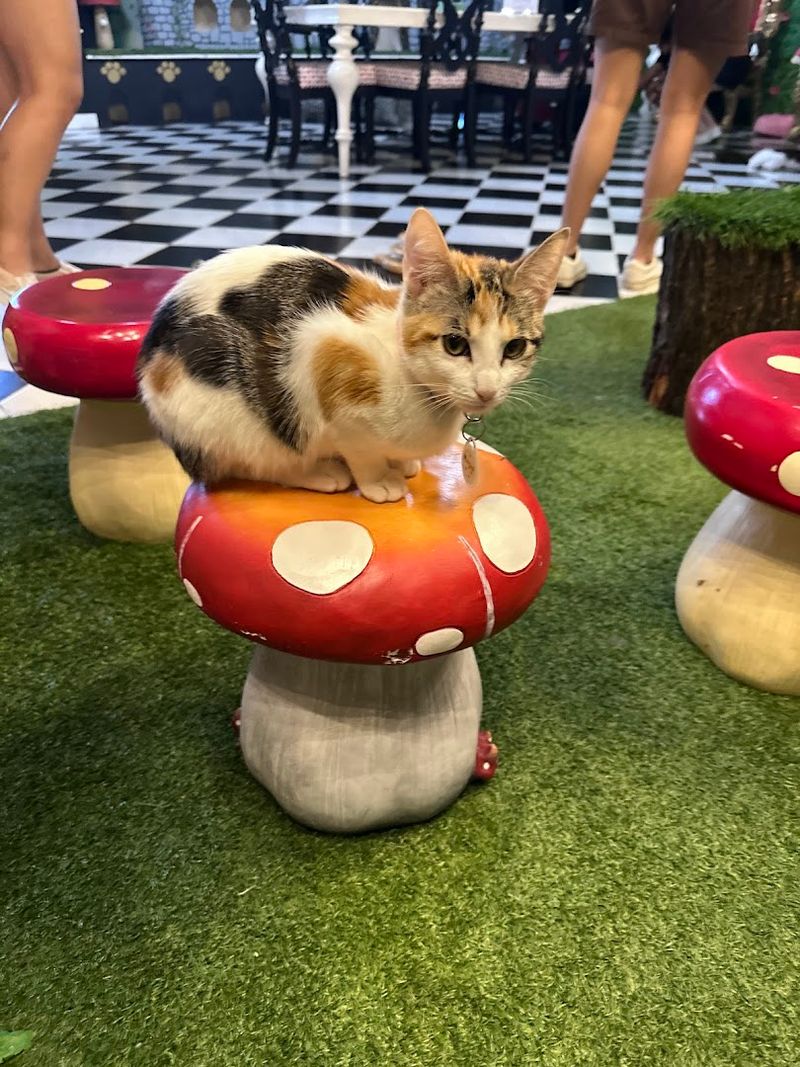 Sydneys Cat Lounge, Austin