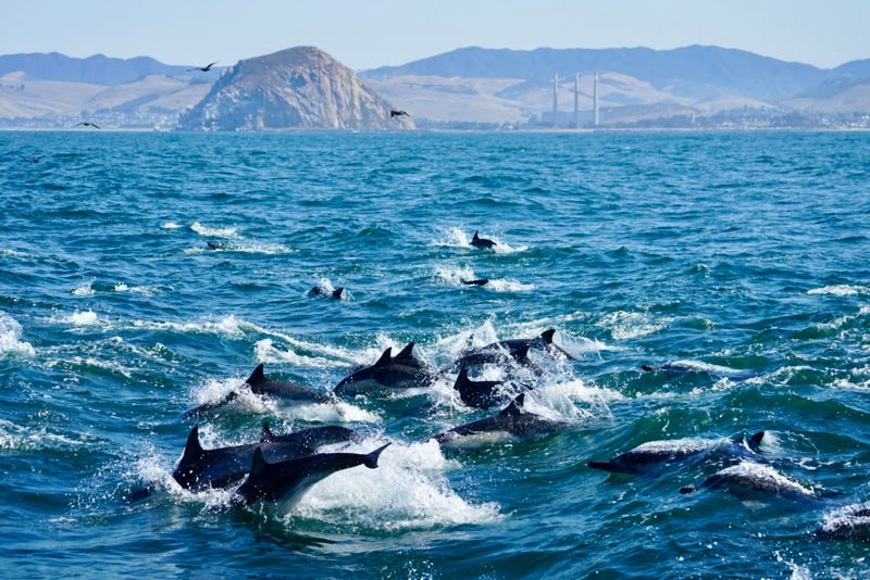 Morro Bay, Morro Bay Harbor