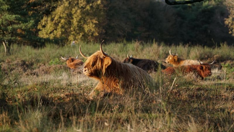 Highland Coo Cattle Company