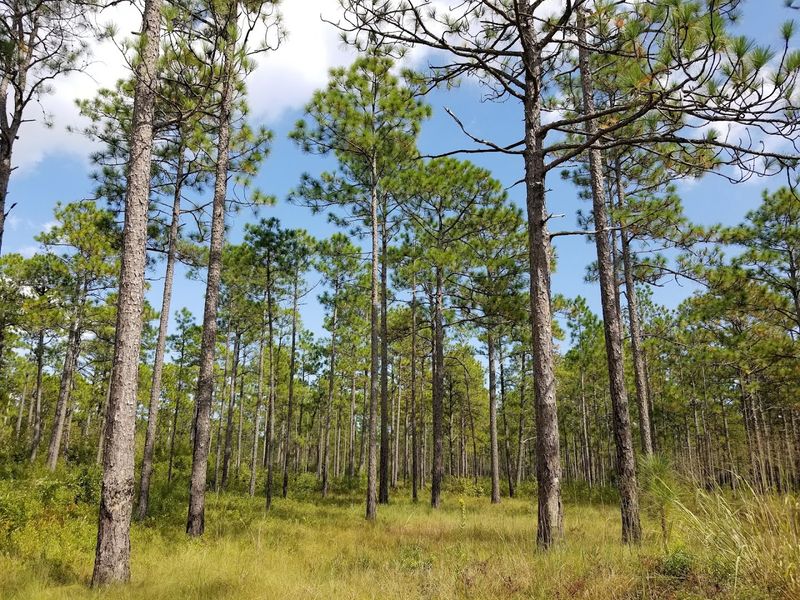 Pine Savannas Add A Rare Coastal Plain Look