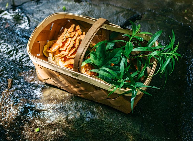 This North Carolina Foraging Tour Lets You Hunt For Wild Mushrooms In The Asheville Woods - Decor Hint Learn Which Wild Foods Are Hiding In Plain Sight