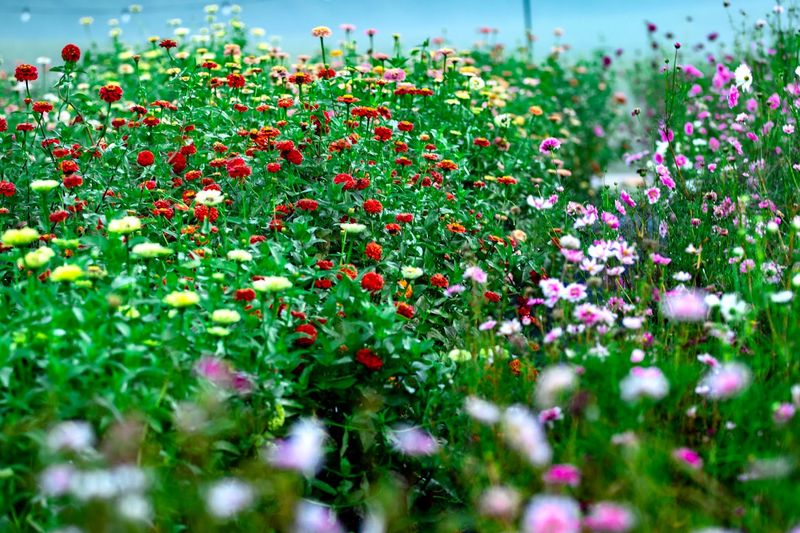 Valley Flower Farm