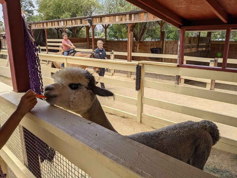 This California Petting Zoo Turns Simple Farm Visits Into Big Family Memories - Decor Hint Planning Tips To Get The Most Out Of Your Visit