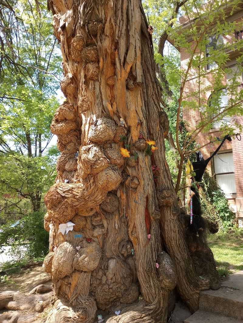 The Witches Tree