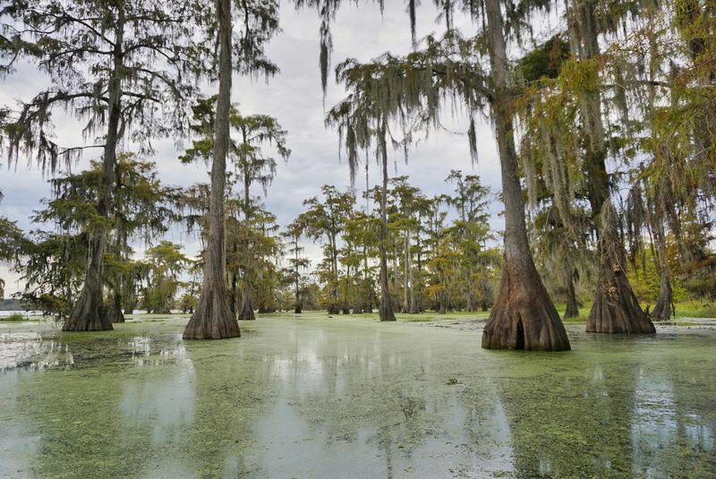 Bayou Teche National Scenic Byway, Breaux Bridge