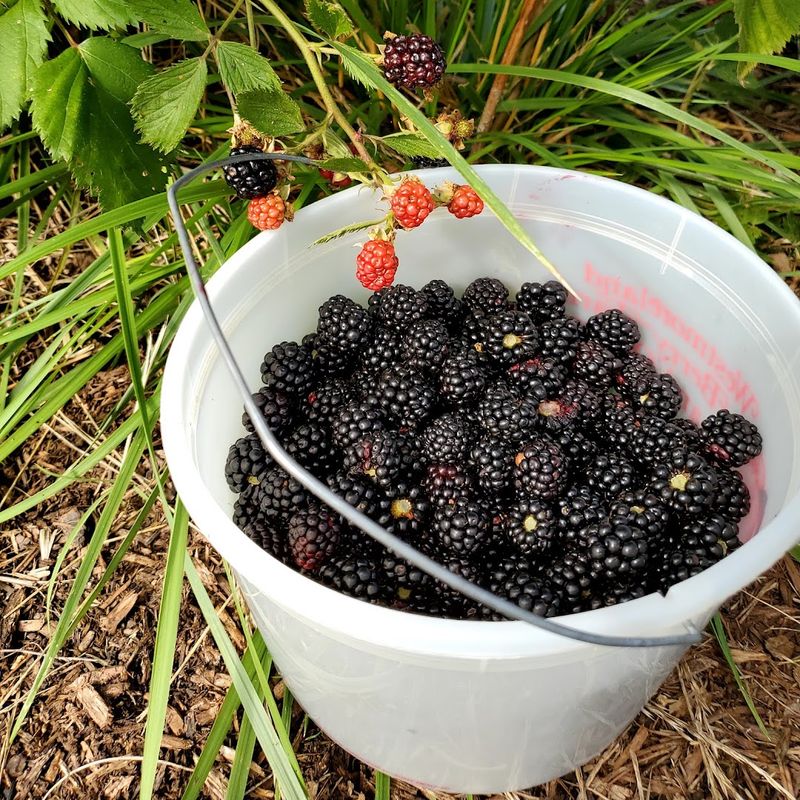 Berry Good Farm