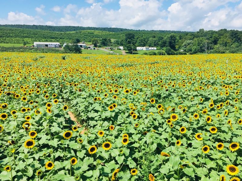 Snap Photos Among The Sunflowers