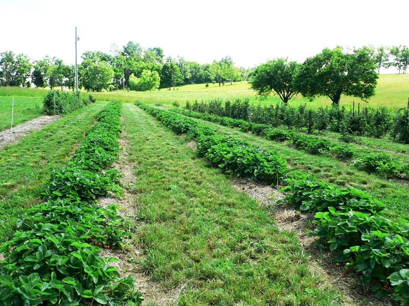 Fairfield Fruits