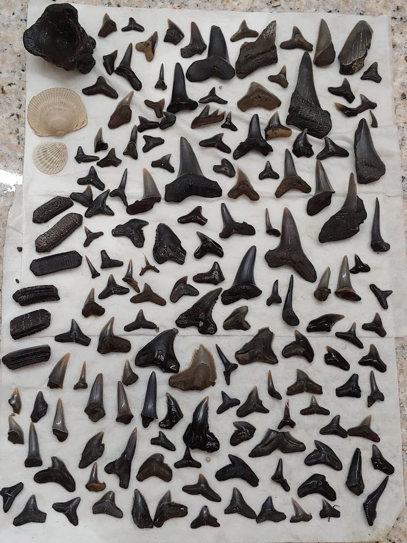 Aurora Fossil Museum