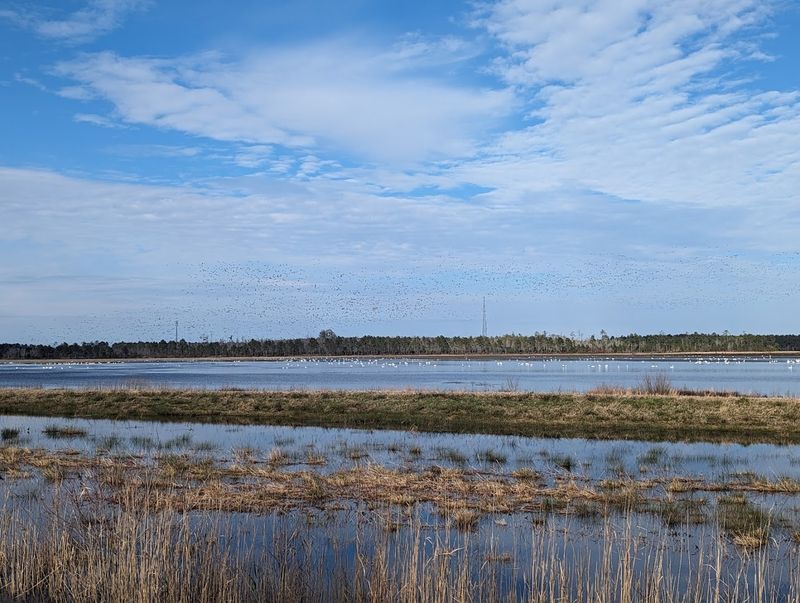 Alligator River National Wildlife Refuge
