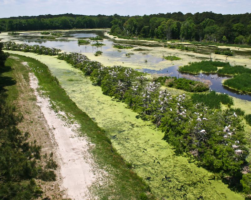 These 15 Georgia Birdwatching Spots Feel Like Hidden Premium Seats To Nature - Decor Hint Harris Neck National Wildlife Refuge