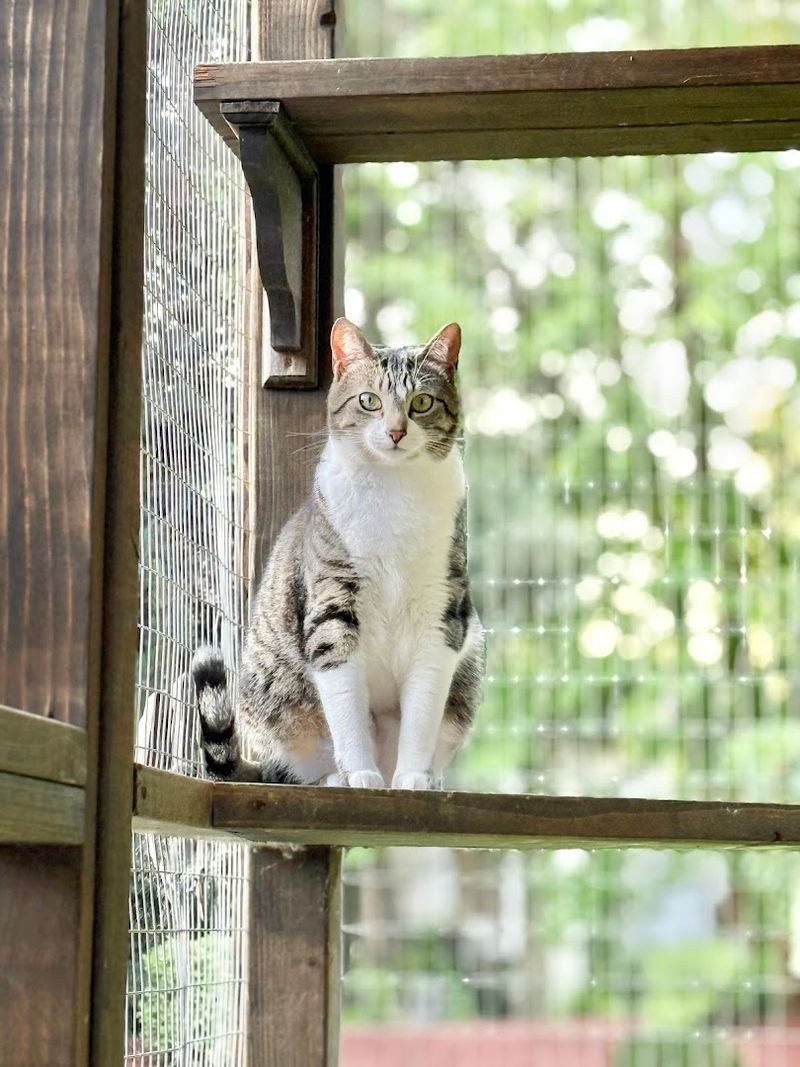Planning Your Visit To Simply Cats