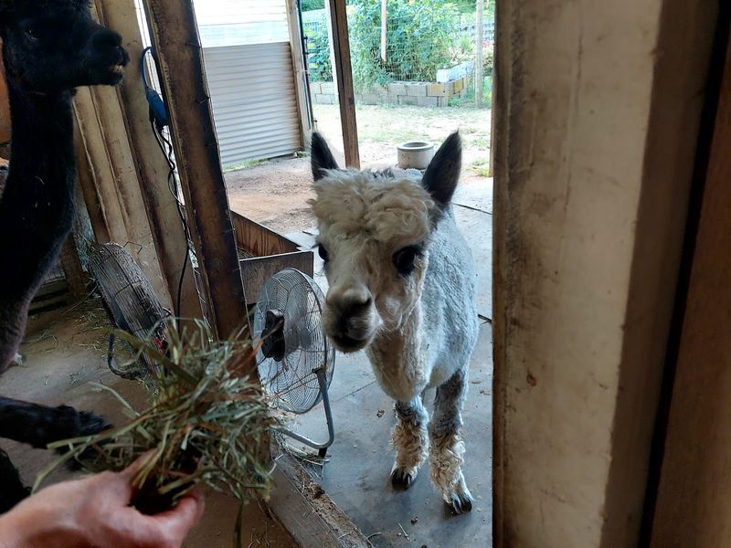 This Connecticut Alpaca Farm Is The Cozy Escape Locals Should Know About - Decor Hint Best For A Cozy Weekend Outing