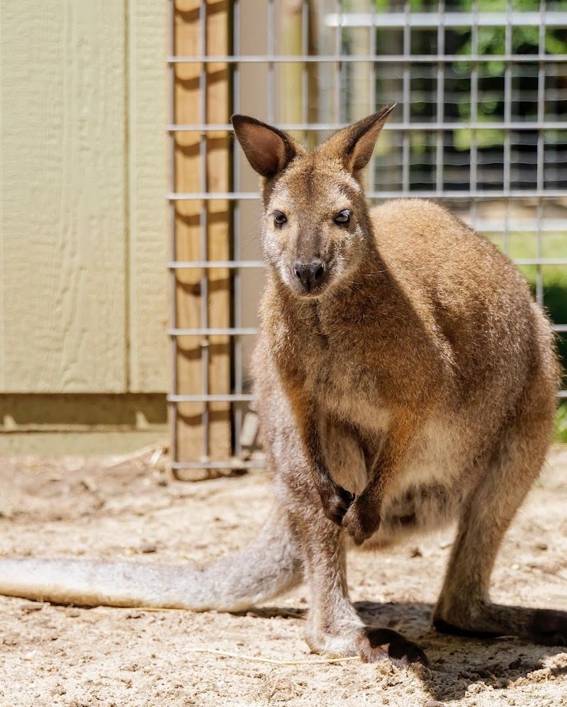 Kangaroos, Wallabies, And A Walk-Through You Will Not Expect