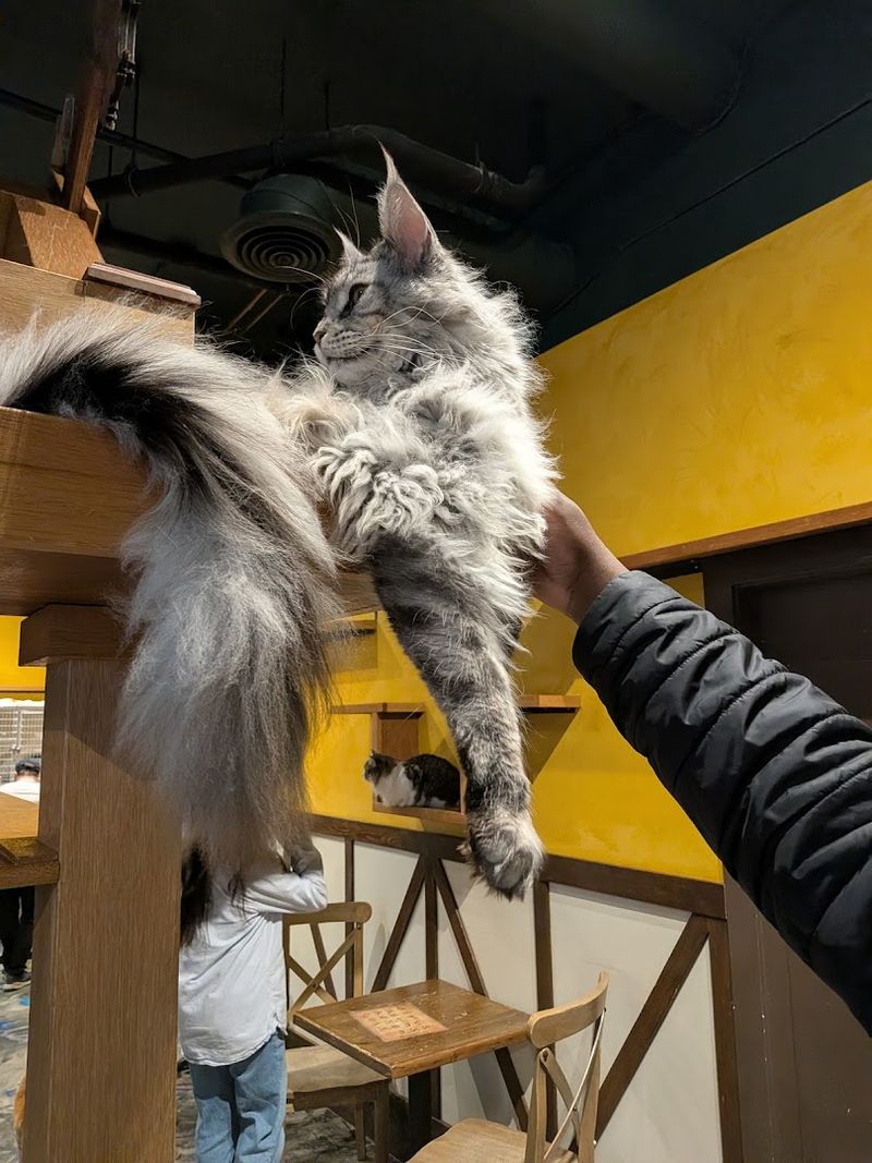This Washington Cat Café Lets You Sip Something Cozy While Rescue Cats Steal Your Heart - Decor Hint What Makes This Spot Different From A Regular Café
