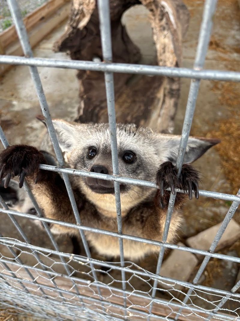 The Sloth Encounter That Steals The Show