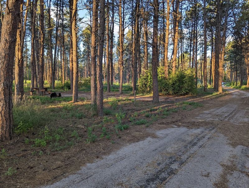 Samuel R. McKelvie National Forest, Nenzel