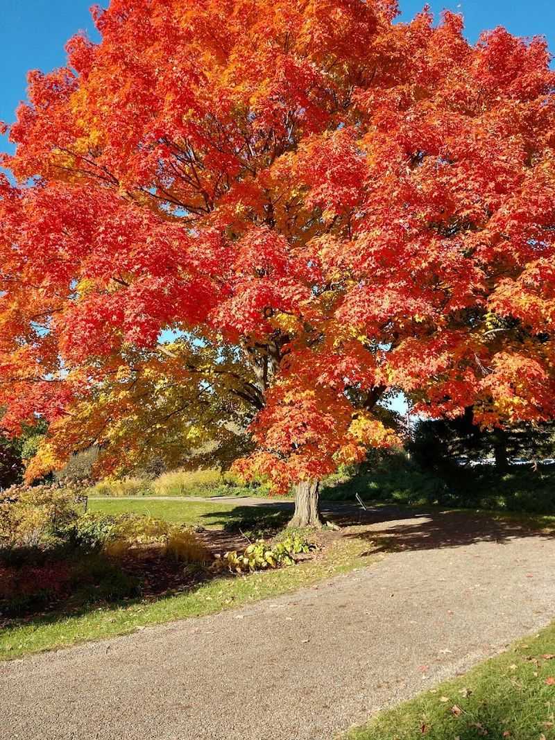 The Murch Maple Collection