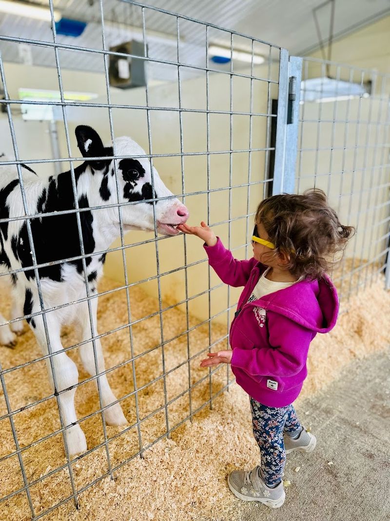 Farm Animals That Want To Meet You