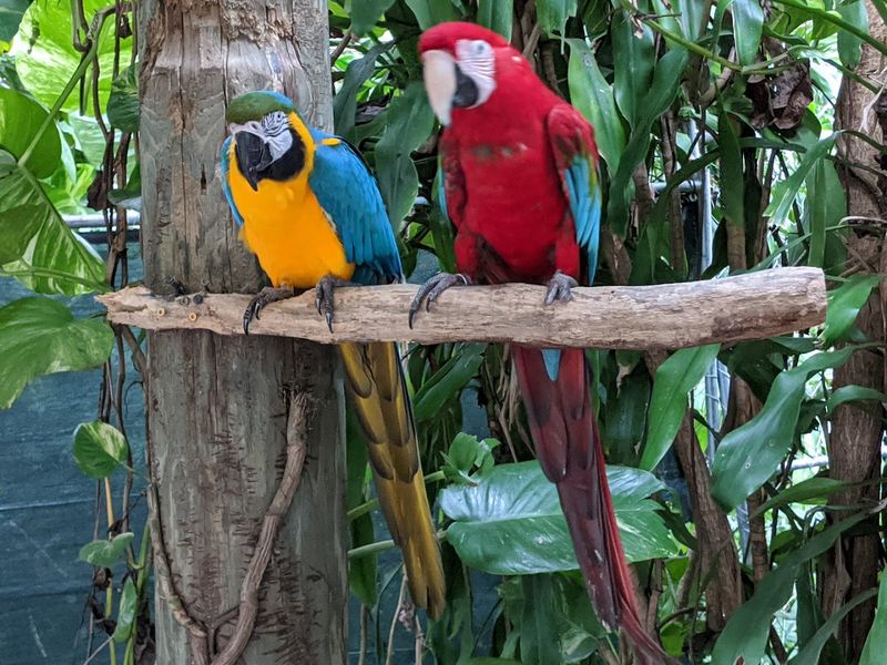 Jungle Island