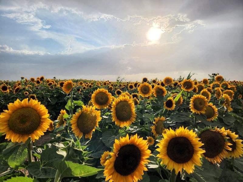 Golden Rows Turn Photos Into A Whole Production