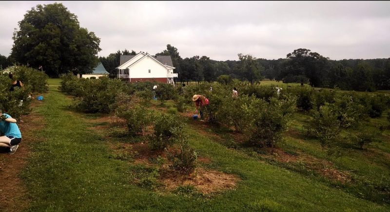 Making Homemade Treats With Farm-Fresh Berries