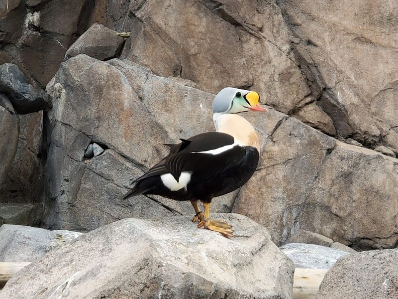 Wildlife That Shares The Shoreline