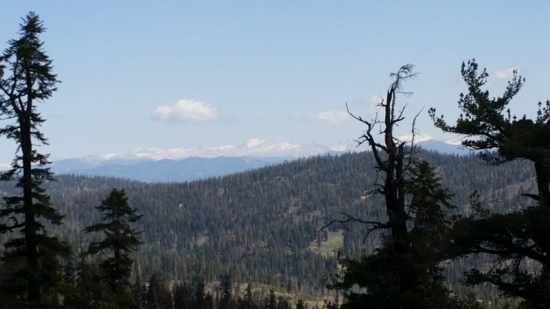 Forest Types Change As The Road Drops