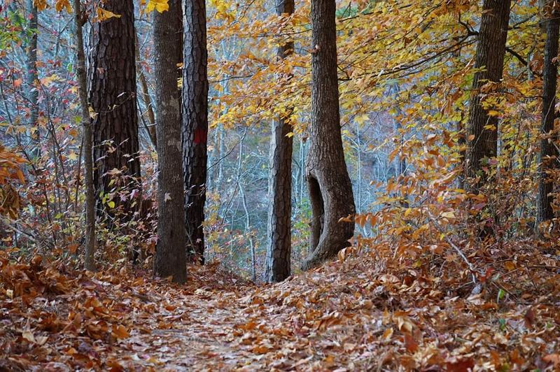 This Underrated State Park In Georgia Is So Little Known That Even Locals Don't Know It Exists - Decor Hint Exceptional Bird Watching Opportunities