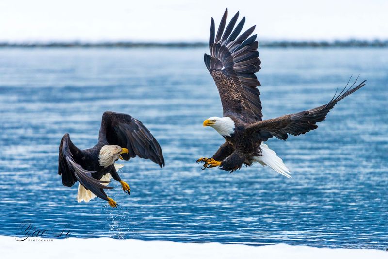 Eagles Everywhere You Look