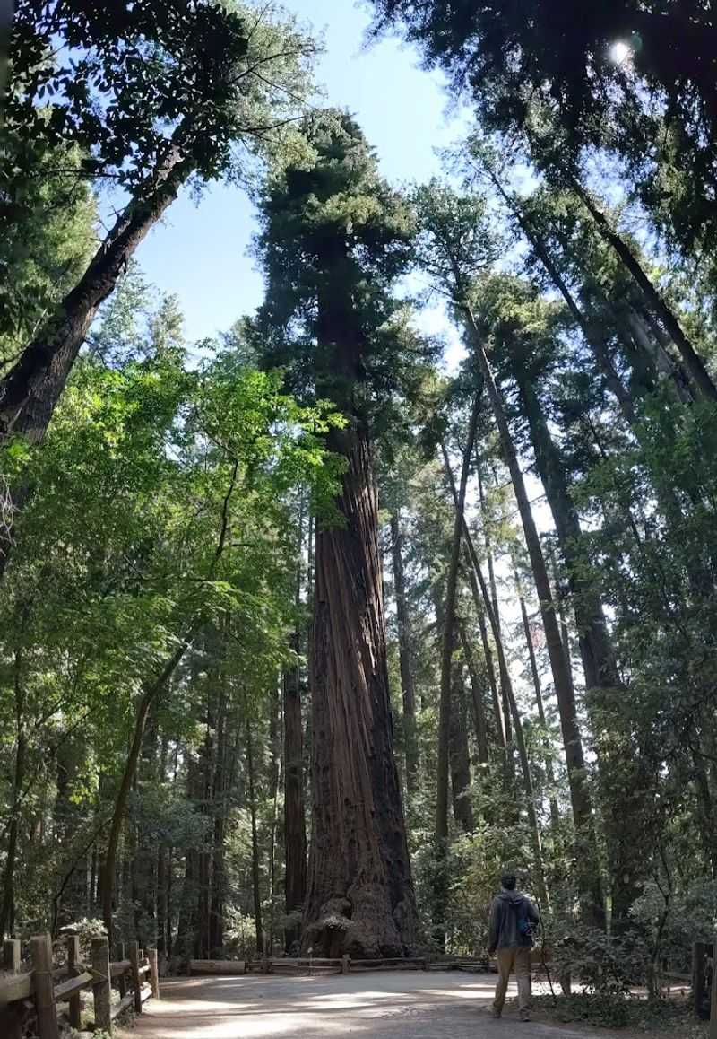 Henry Cowell Redwoods State Park Redwood Grove Loop