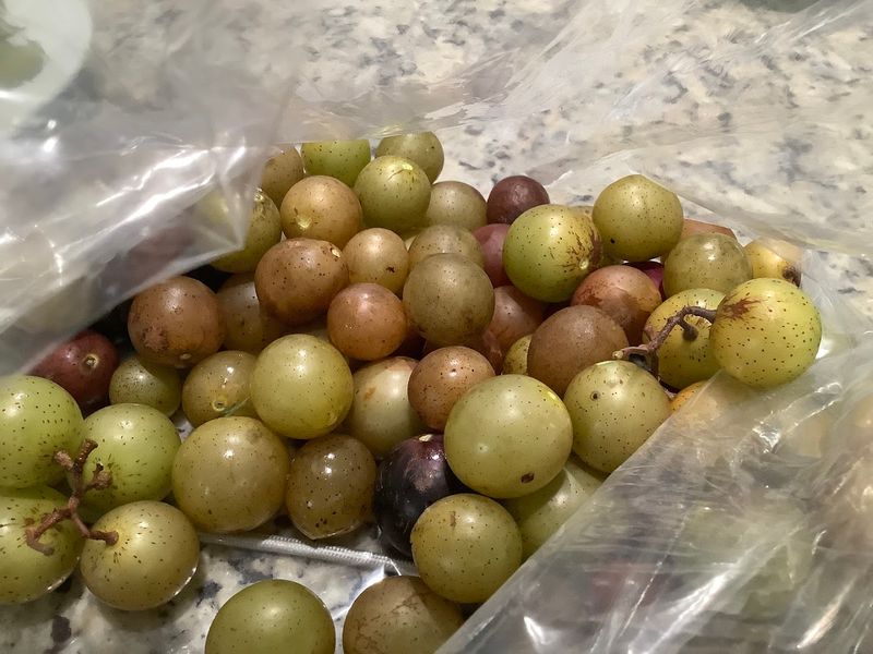 Harvest Updates Matter Before The Drive