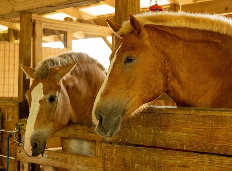 Ruxton's Ranch Rides, Pinellas Park