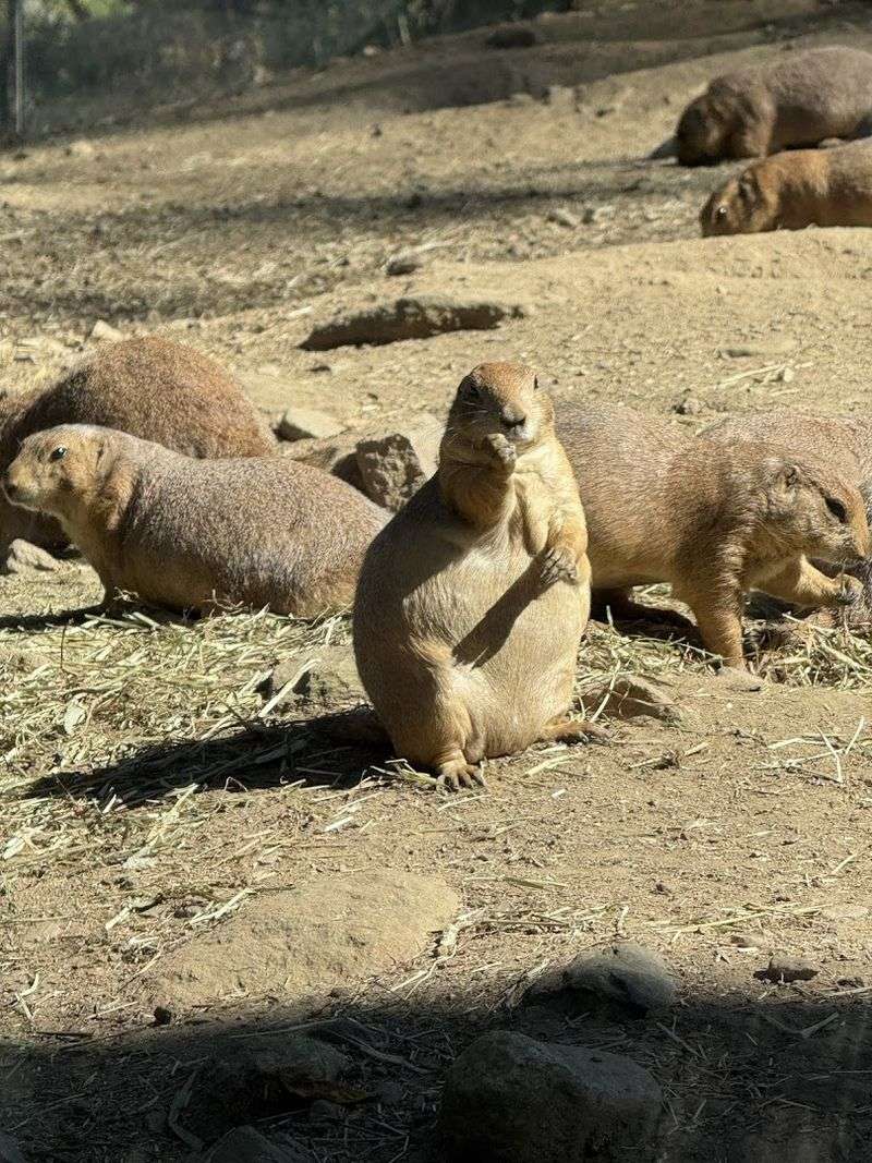 Connecticut's Beardsley Zoo, Bridgeport