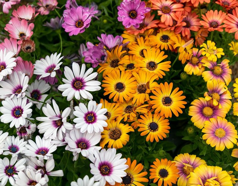 Fresh-Cut Blooms Make The Ride Home Prettier
