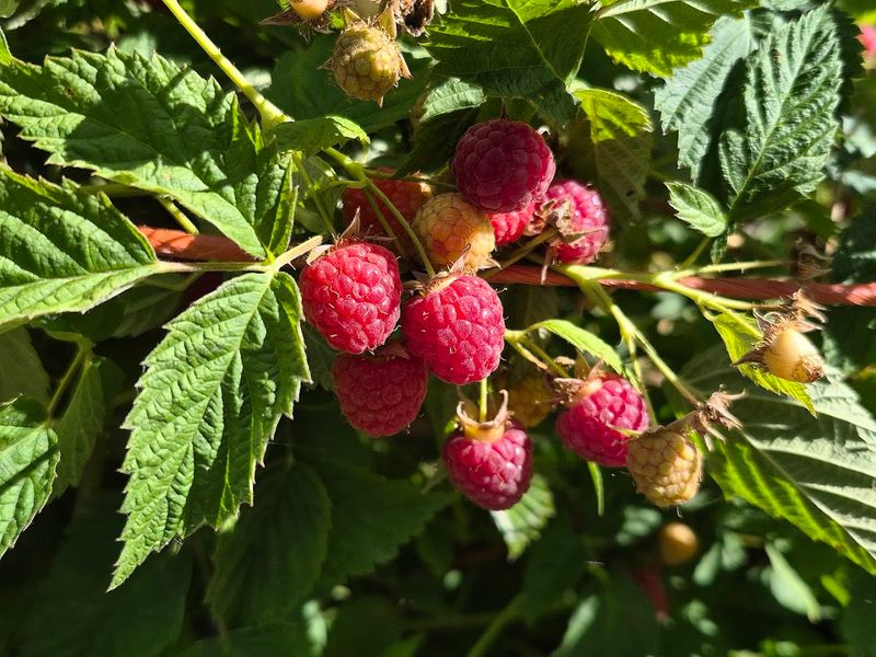 One Berry Bucket Can Become The Whole Afternoon Plan