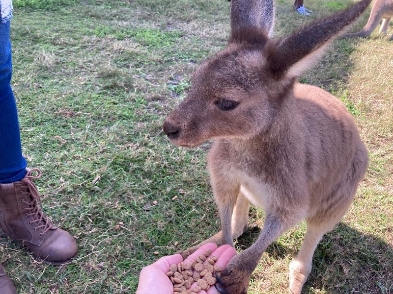 Exotic Animal Experience