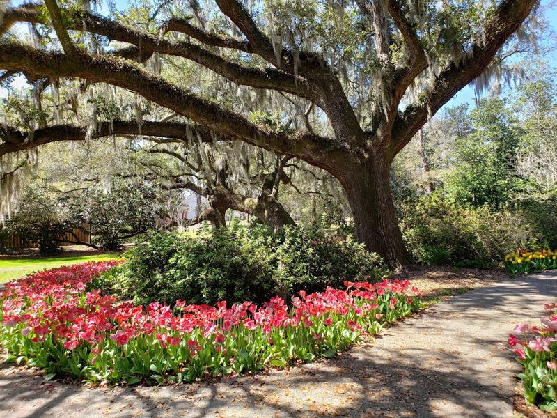 The Airlie Oak Gives The Walk A Historic Anchor
