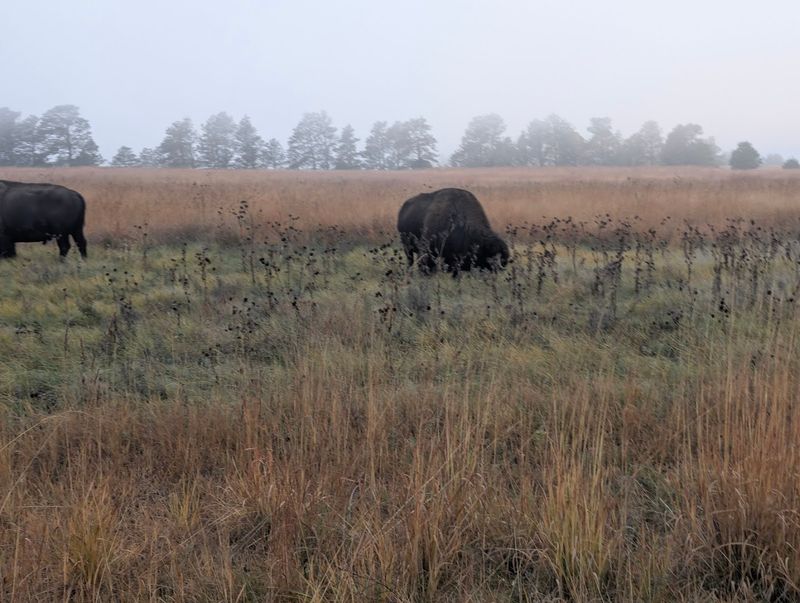 Nebraska Wildlife Spots Where Bison, Elk, And Other Big Animals Are Easy To See - Decor Hint Fort Niobrara National Wildlife Refuge, Valentine