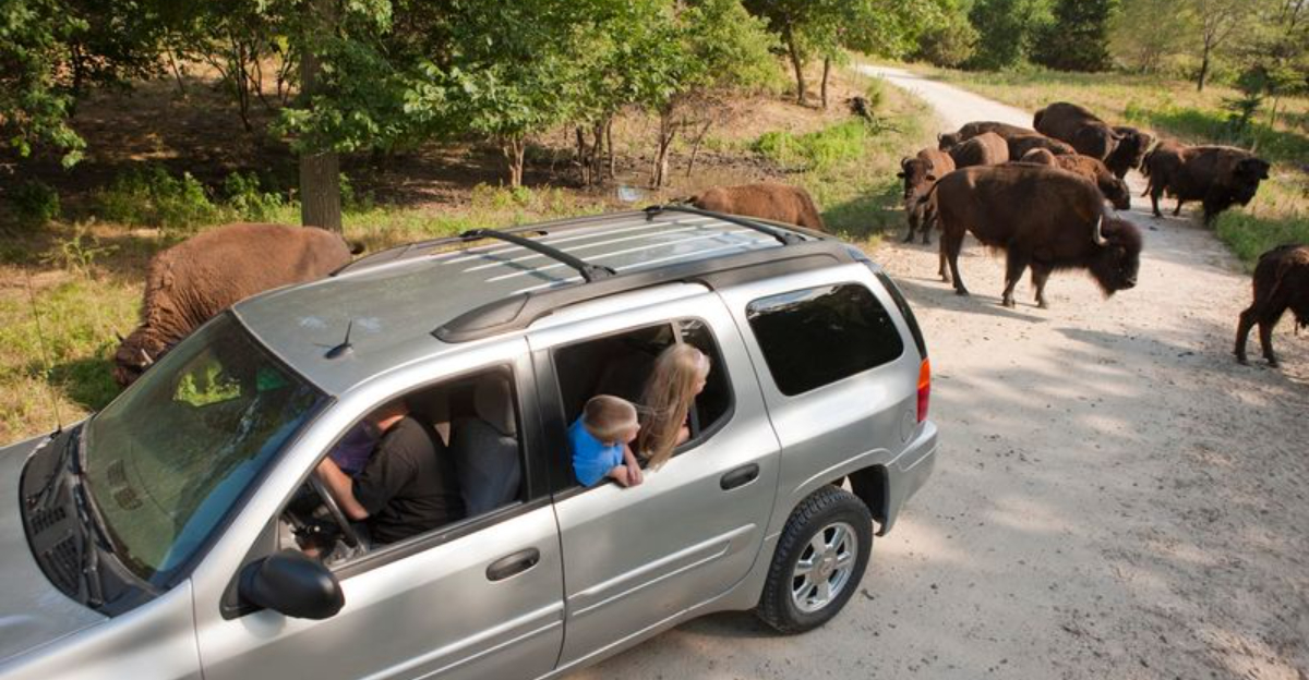 Nebraska Wildlife Spots Where Bison Elk And Other Big Animals Are Easy To See - Decor Hint